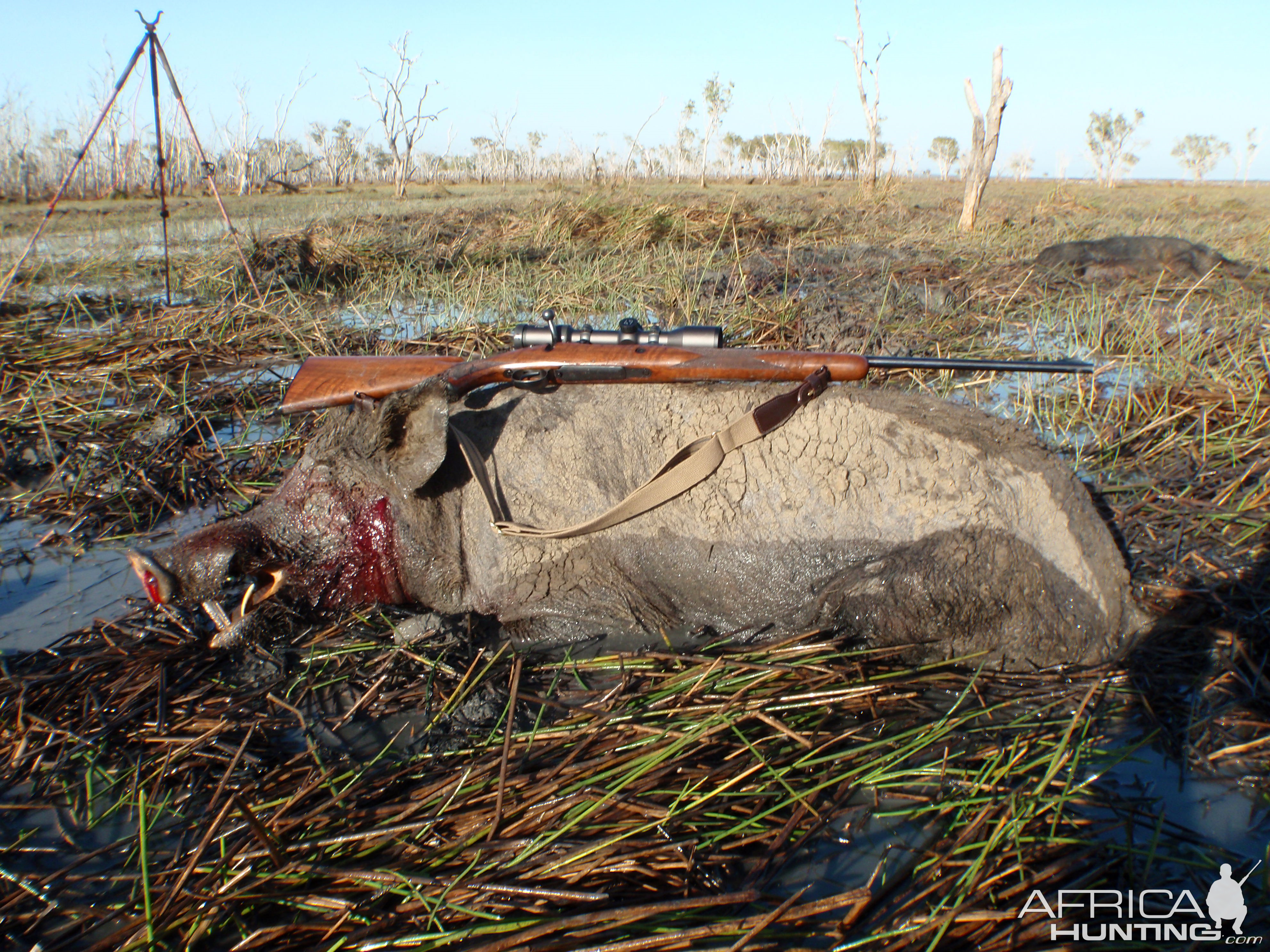 Boar Hunting Australia