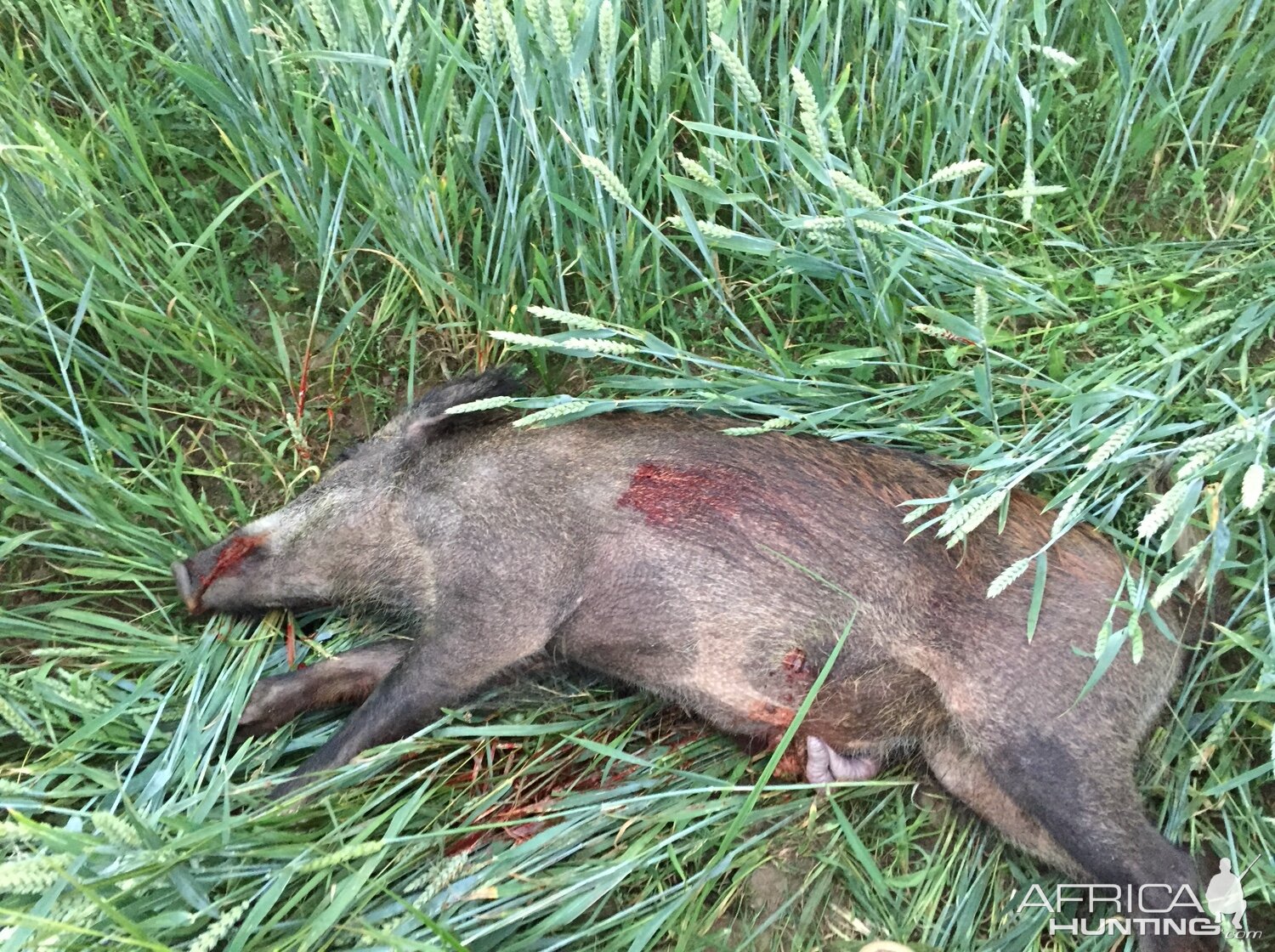 Boar Hunting Sweden