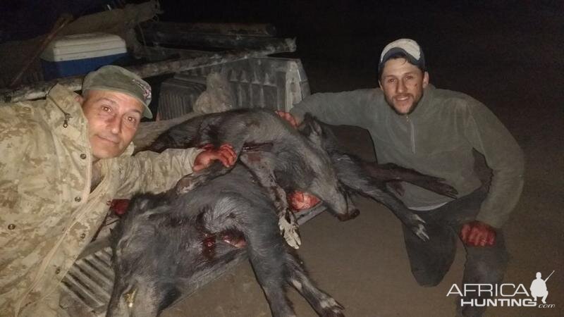 Boar Hunting