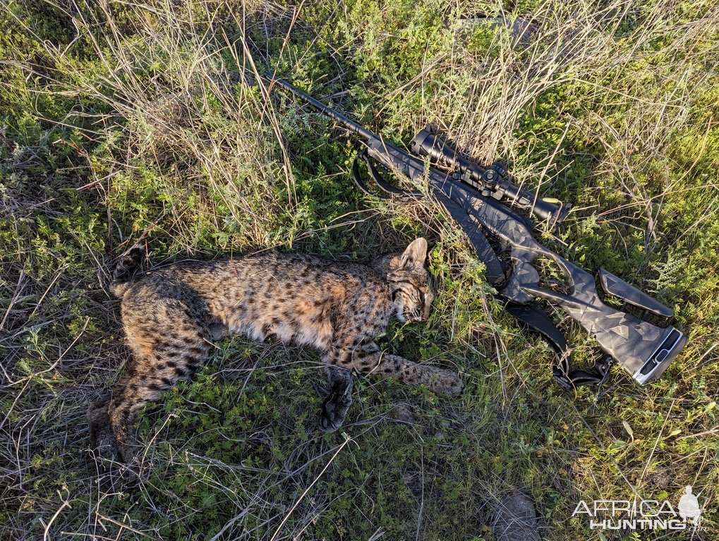 Bobcat Hunt Texas