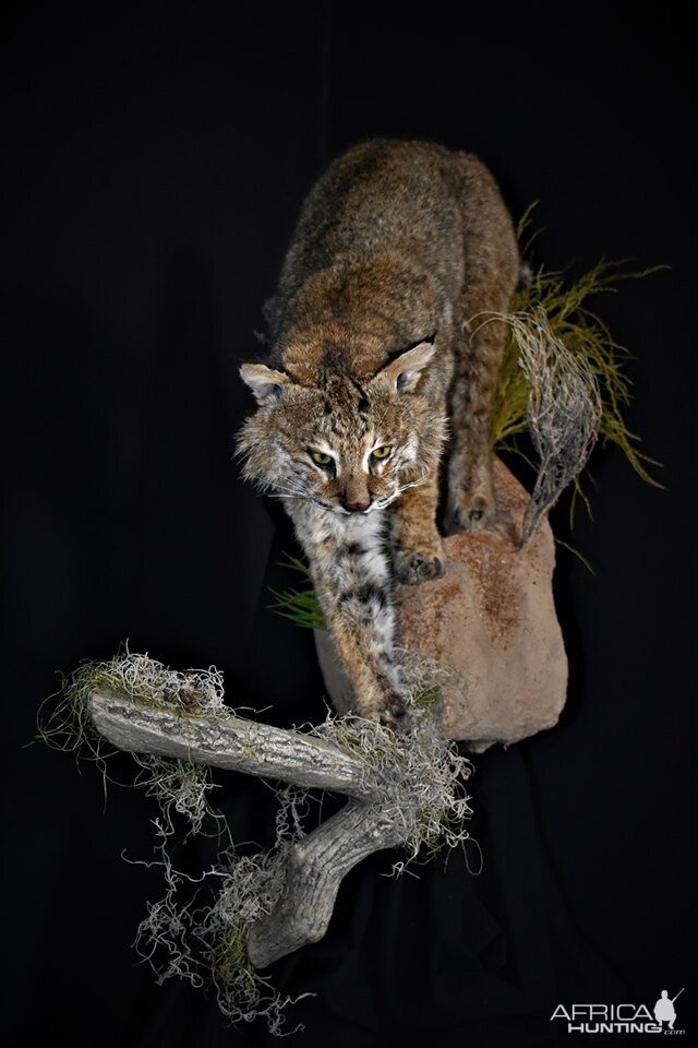 Bobcat on the prowl Full Mount Taxidermy