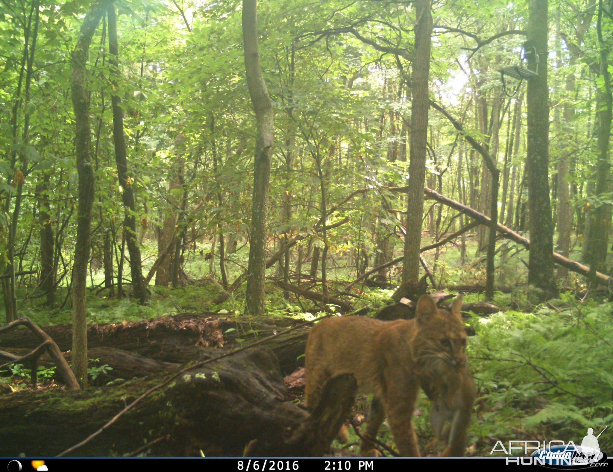 Bobcat WV