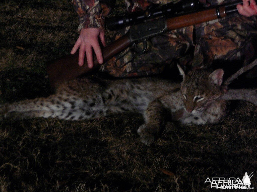 Bobcat