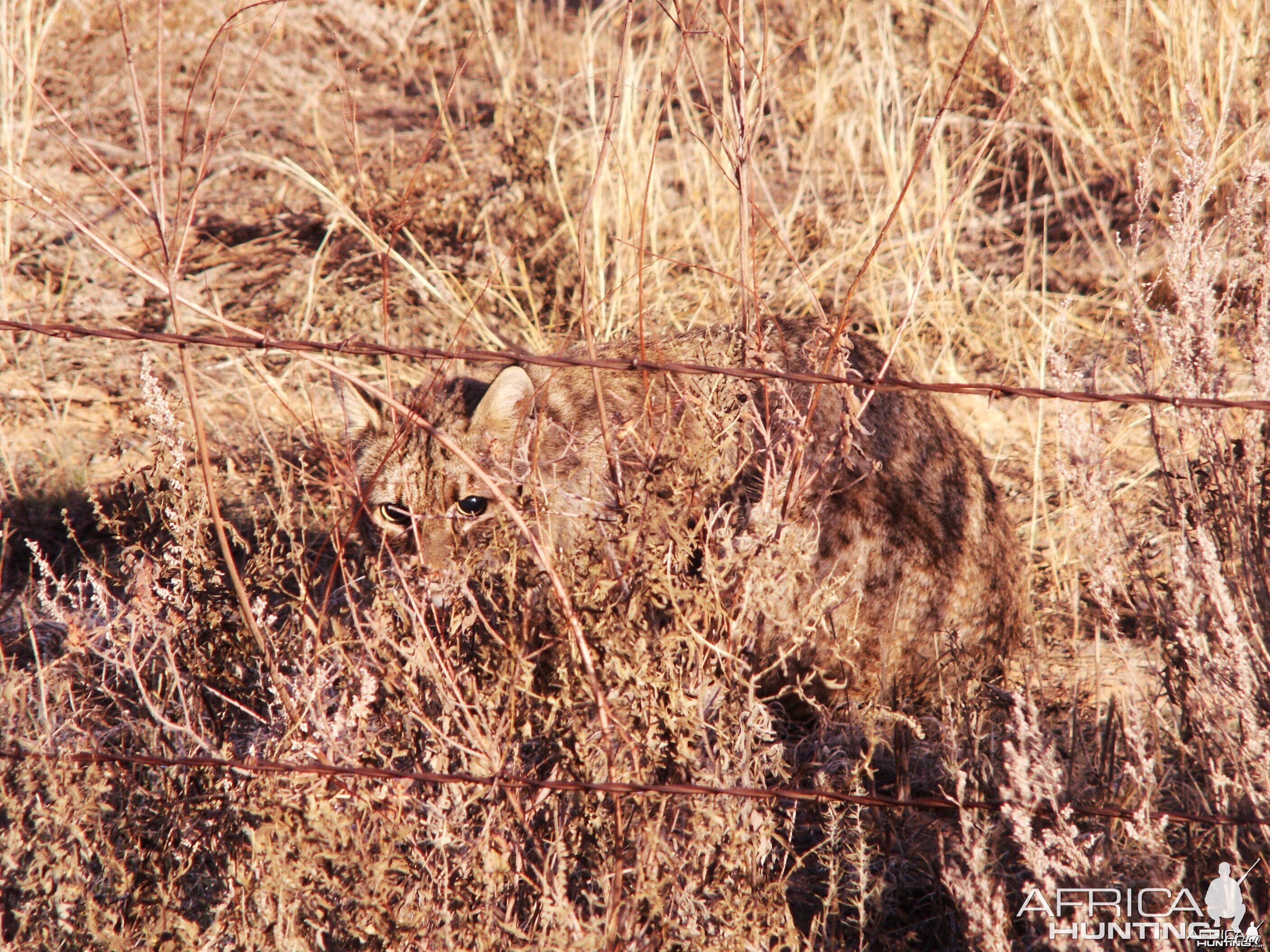 Bobcat