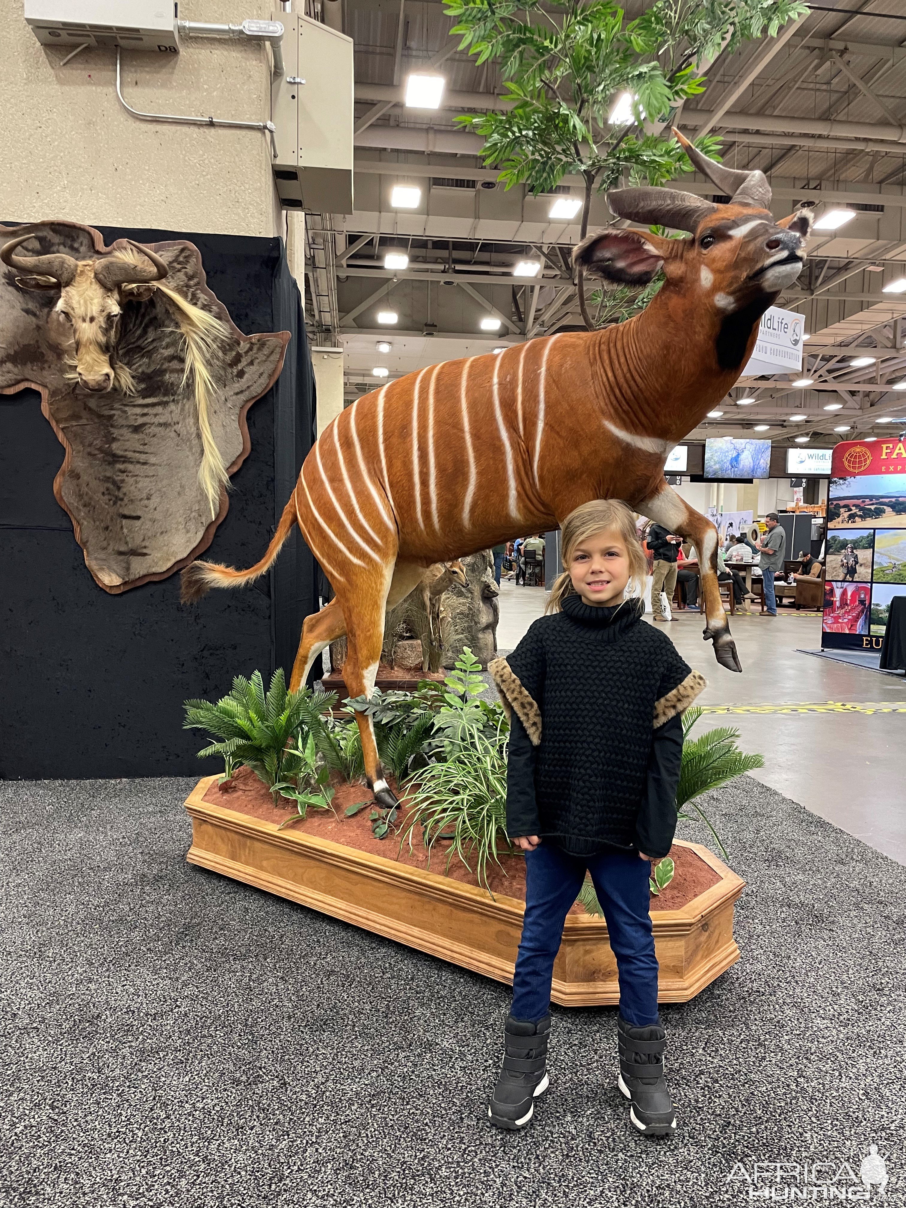 Bongo Full Mount Taxidermy