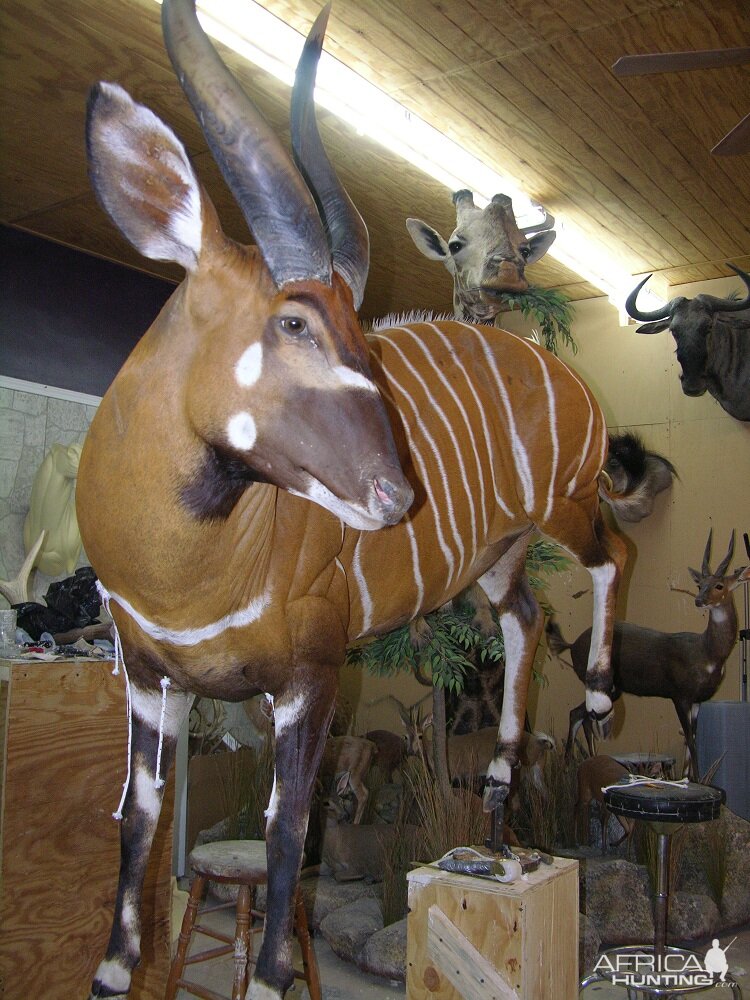 Bongo Full Mount Taxidermy