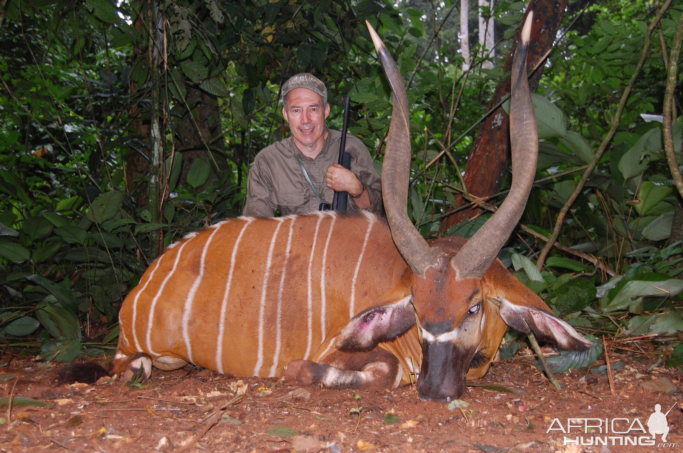 Bongo hunt Congo