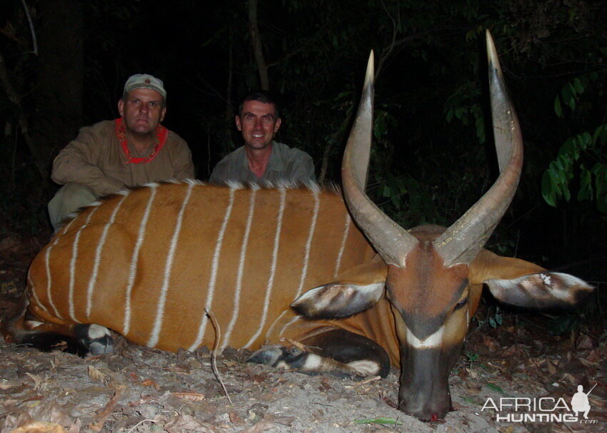 Bongo Hunt in C.A.R.