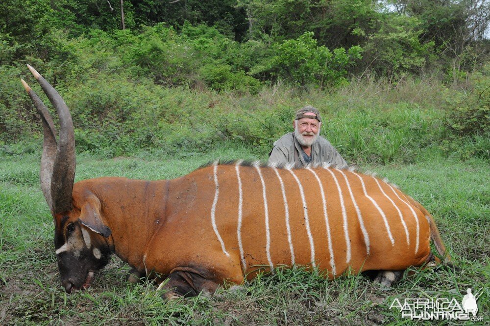 Bongo hunt with CAWA in CAR