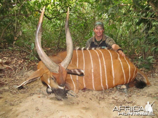 Bongo hunt with CAWA in CAR