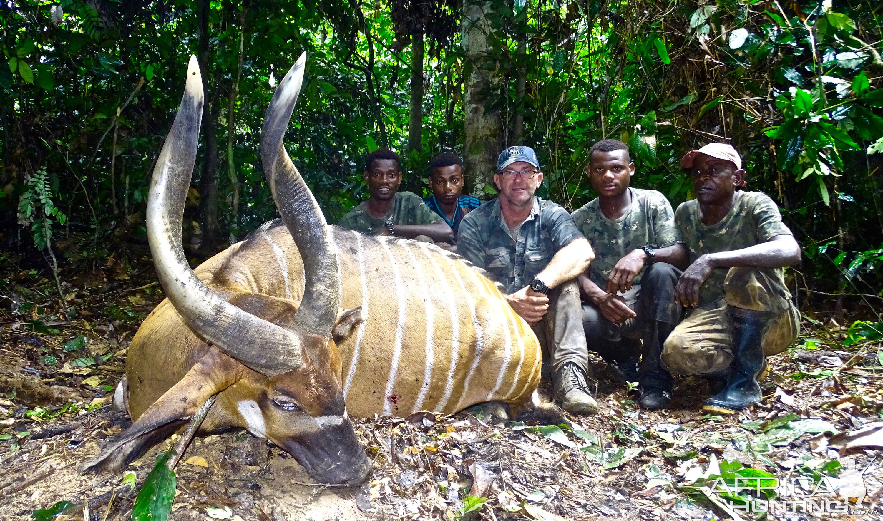 Bongo Hunting in the Congo