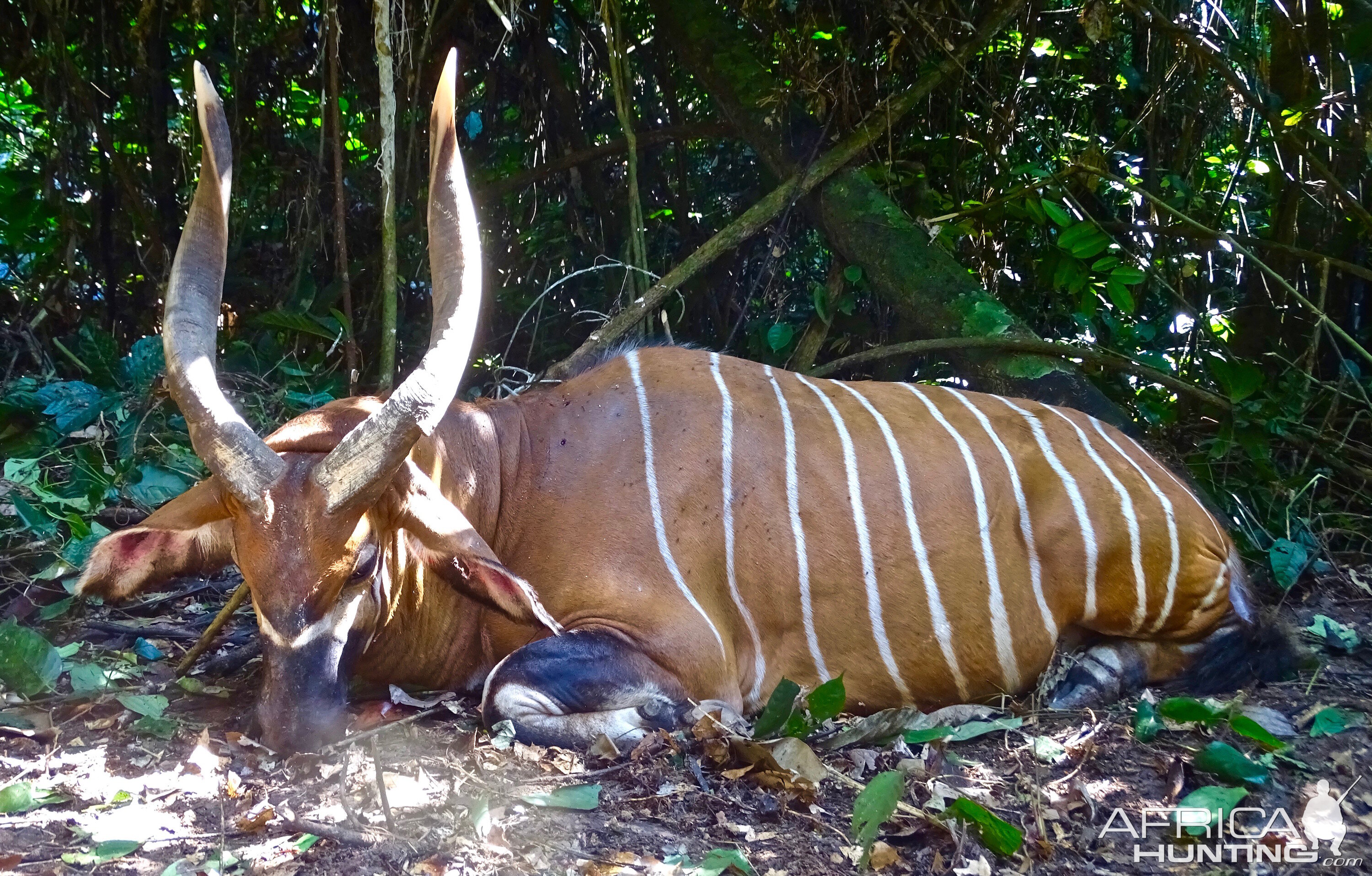 Bongo Hunting in the Congo