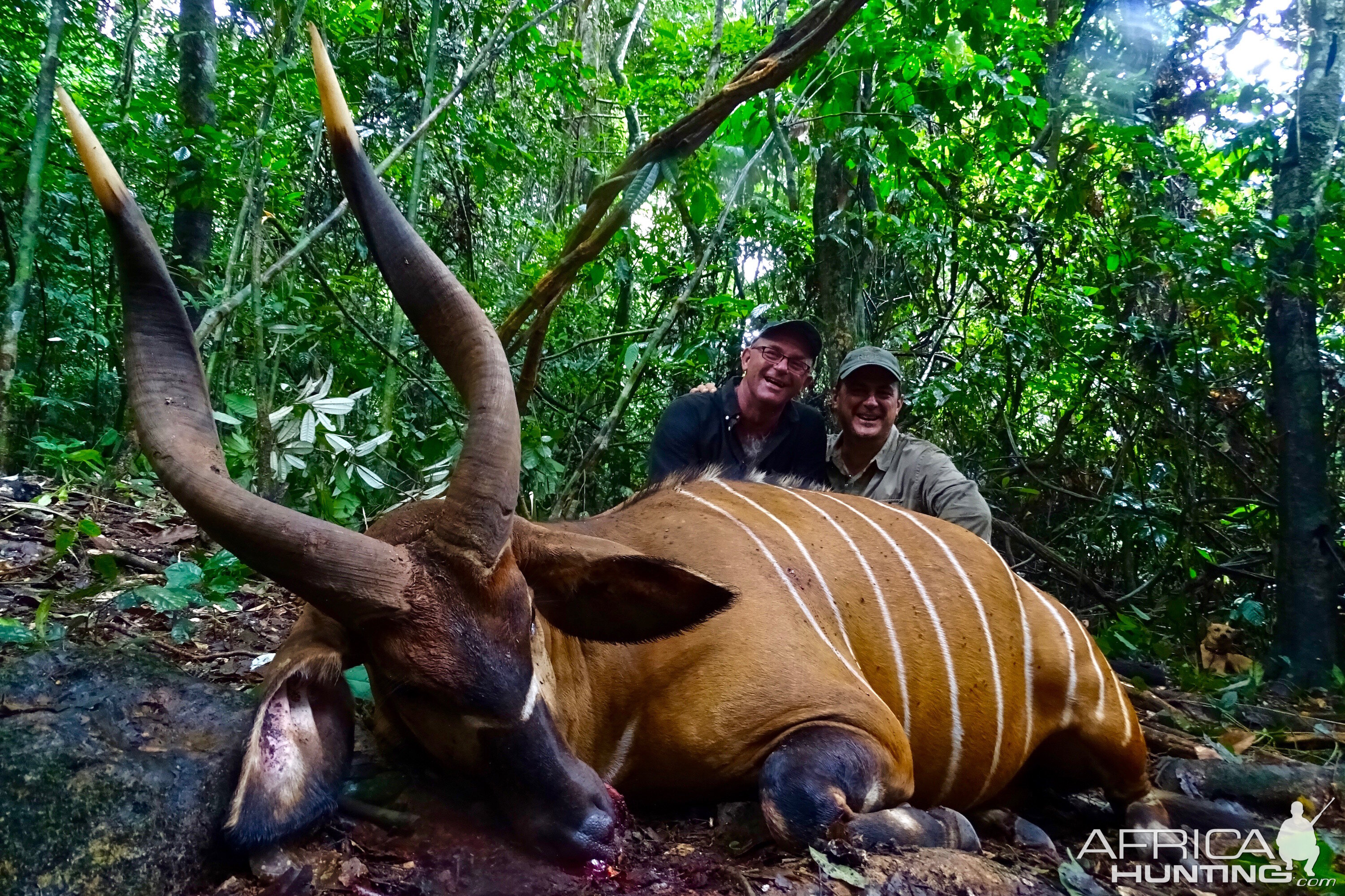 Bongo Hunting in the Congo