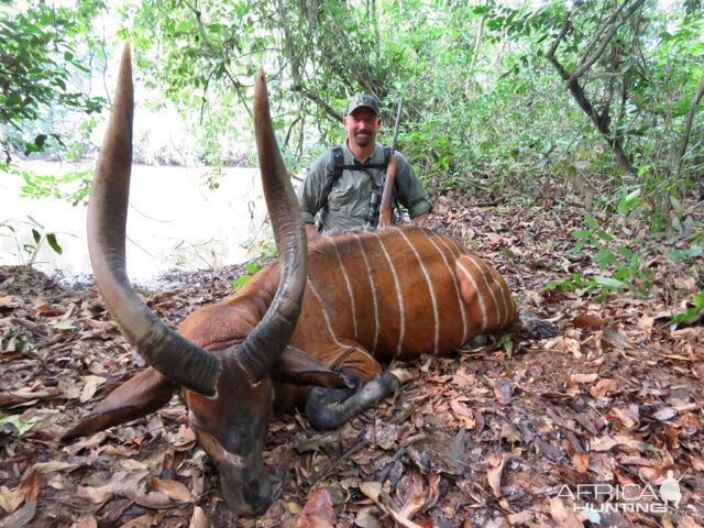 Bongo Hunting