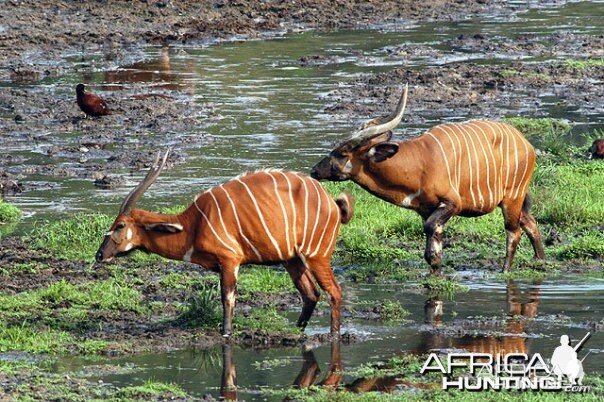 Bongo in Cameroon