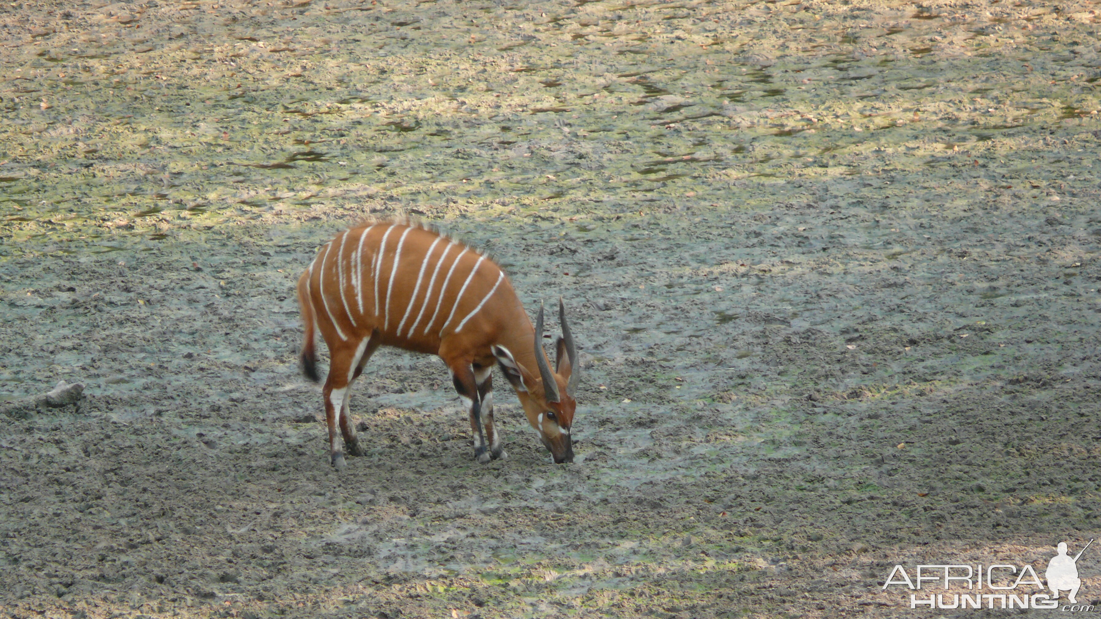 Bongo in Central African Republic