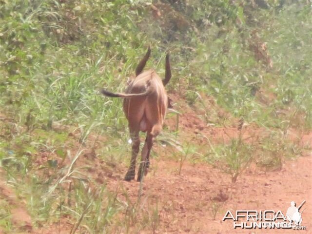 Bongo in Congo