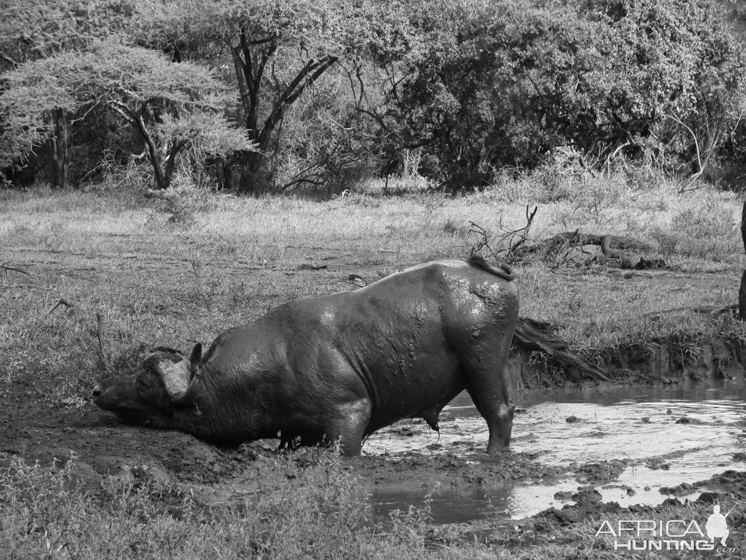 Book: There’s Something About Buffalo by Kevin Thomas