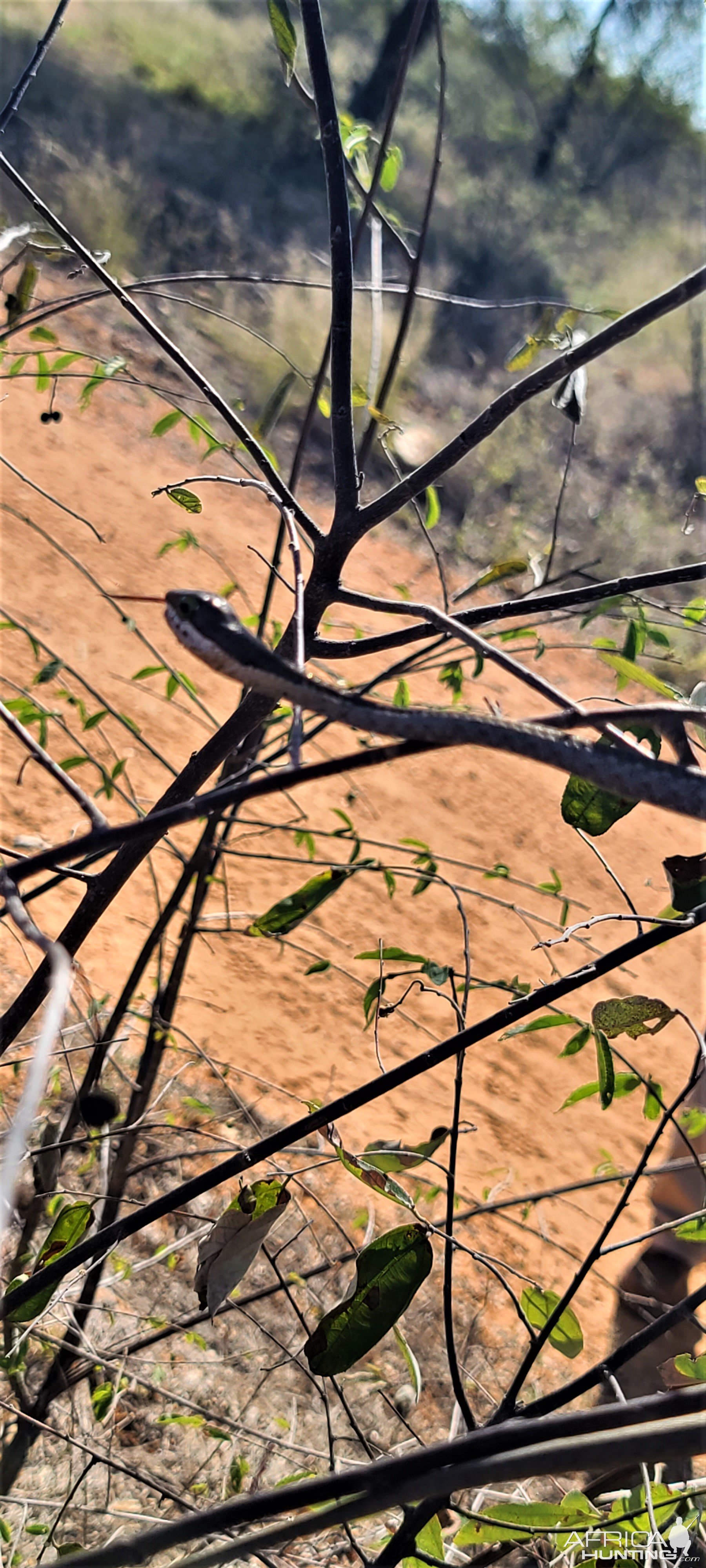 Boomslang Botswana