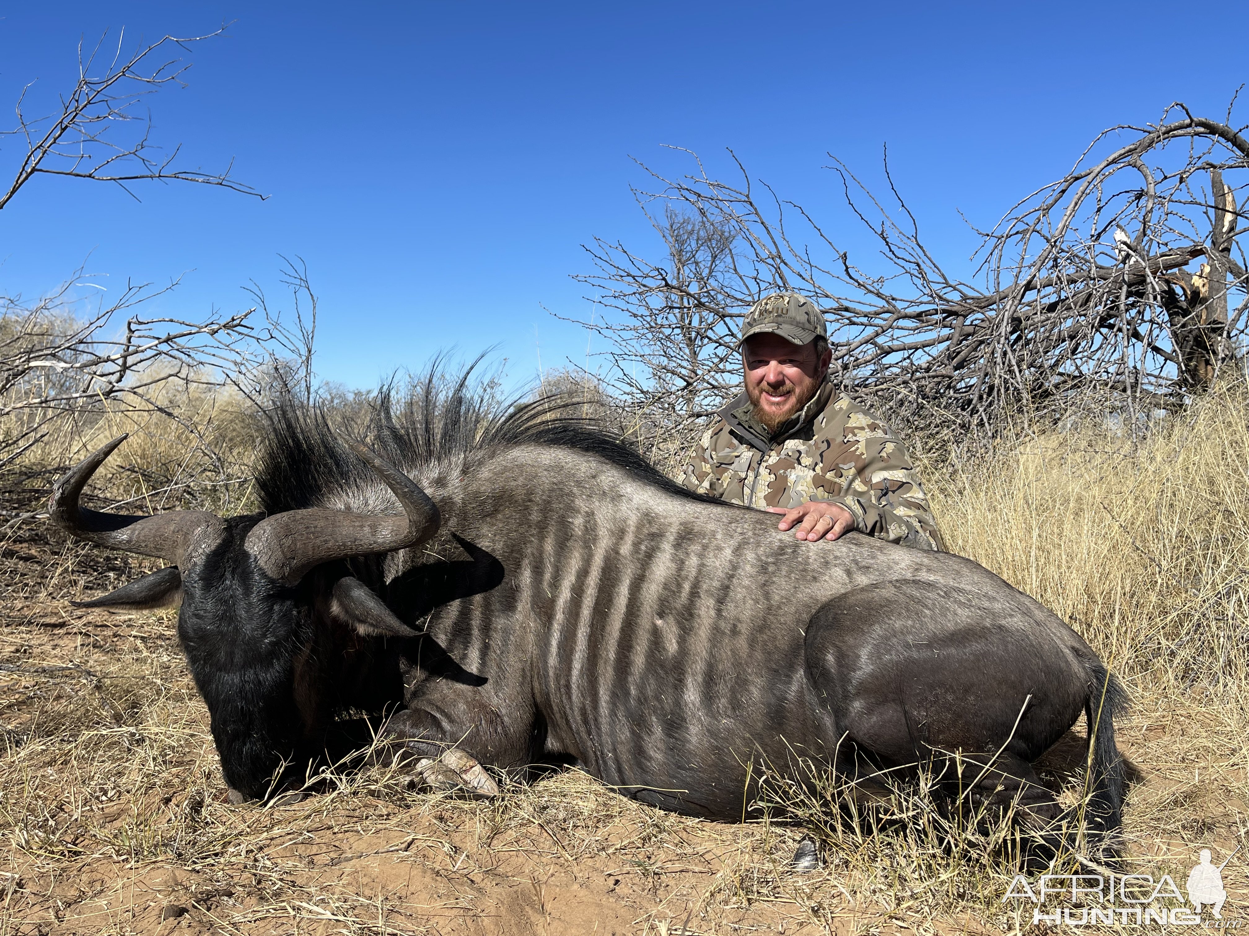 Botswana Blue Wildebeest Hunt