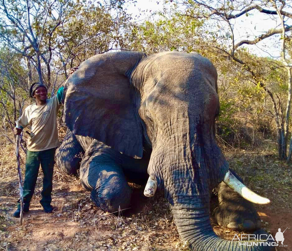 Botswana Elephant Hunt