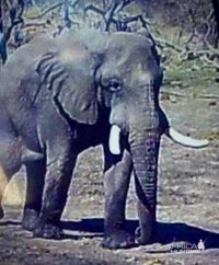 Botswana Elephant Trail Cam