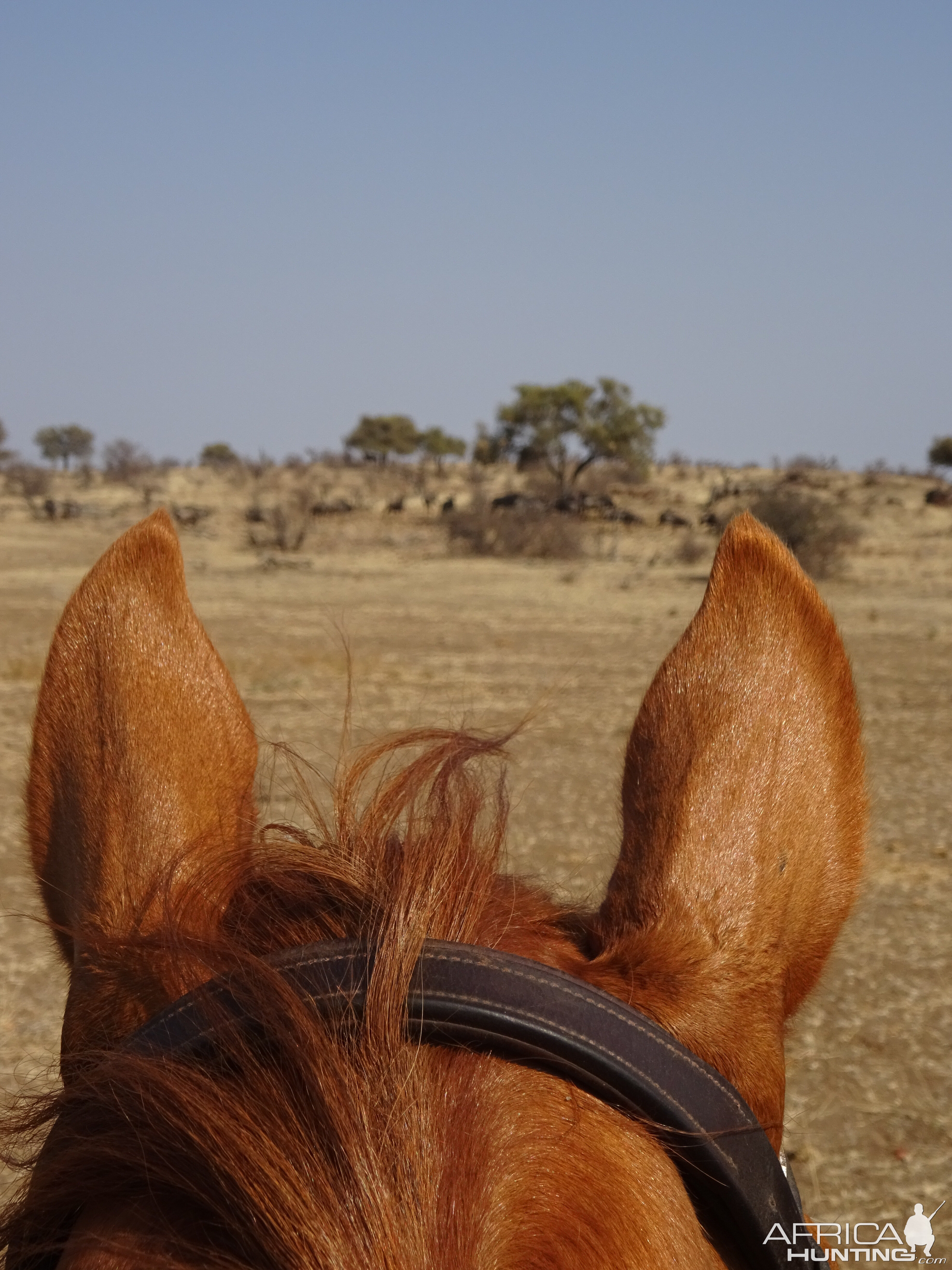 Botswana Horseback Ride