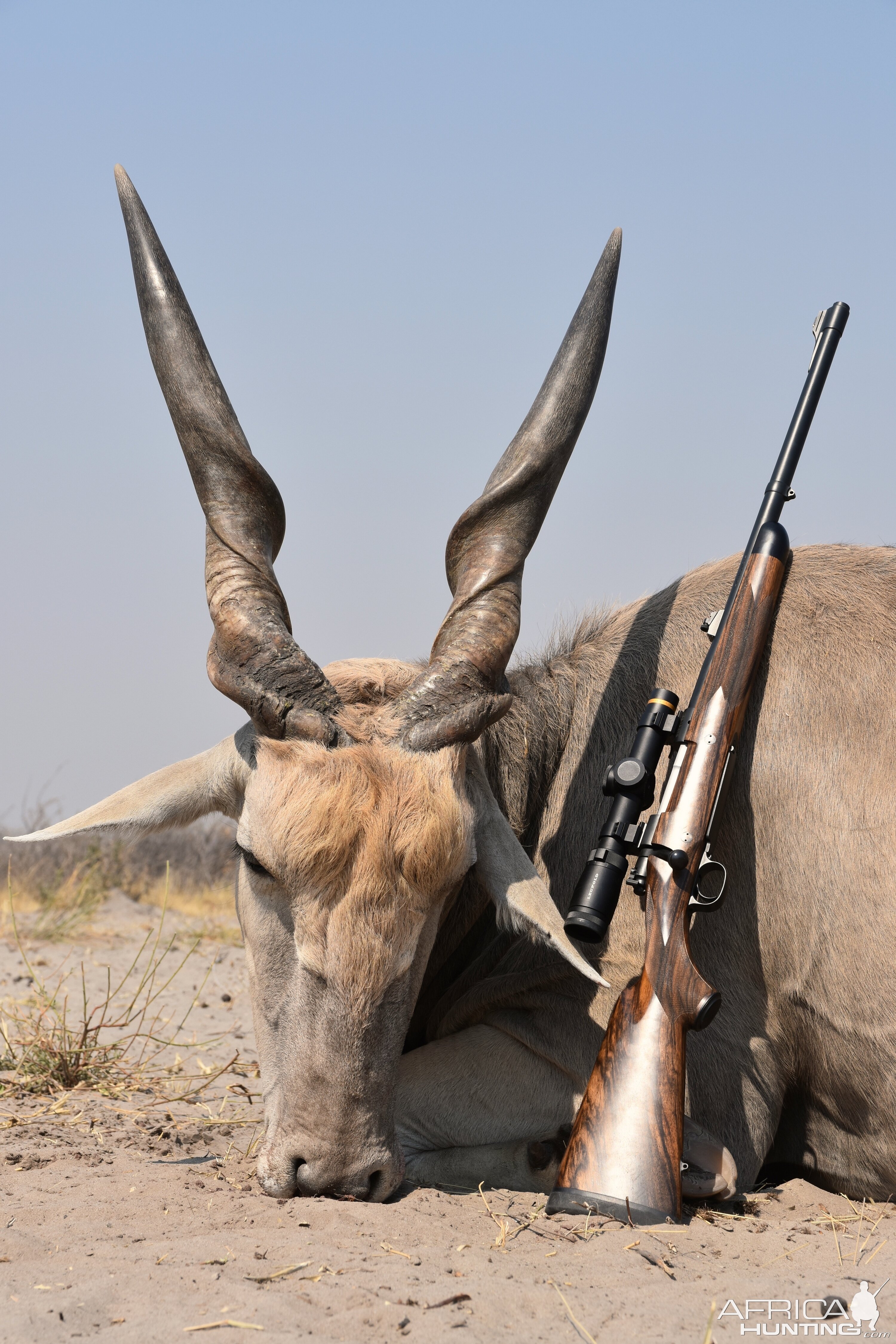 Botswana Hunt Eland