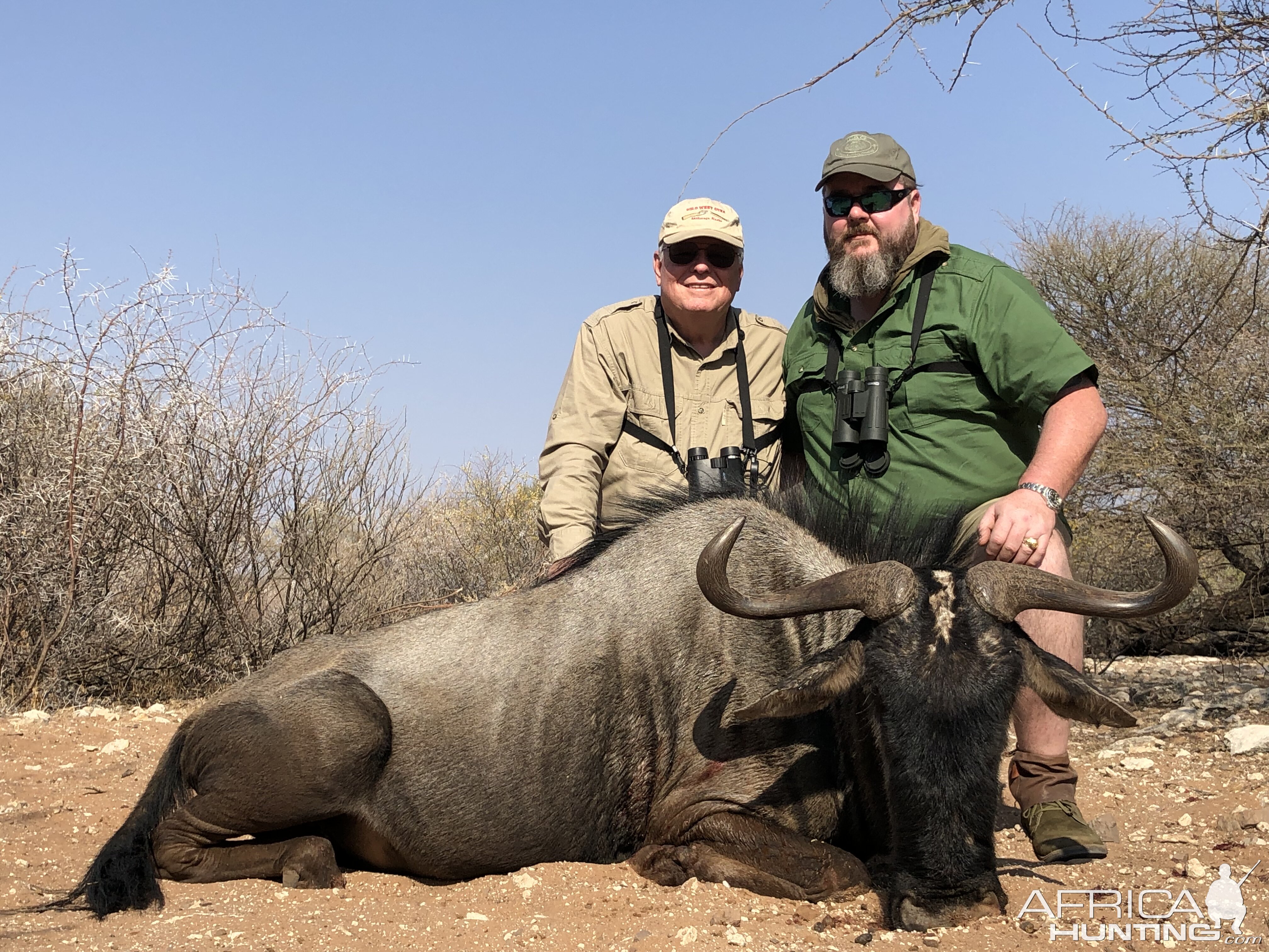 Botswana Hunting Blue Wildebeest