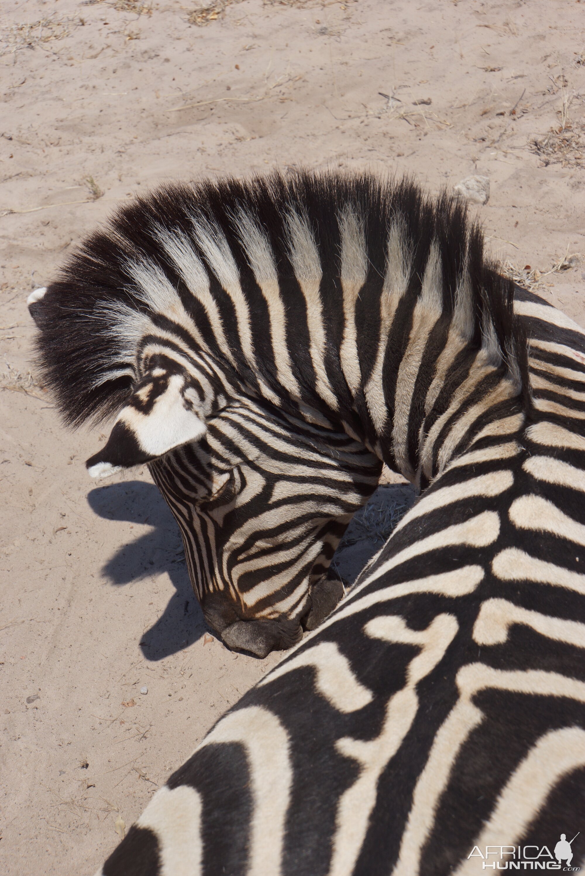 Botswana Hunting Burchell's Plain Zebra