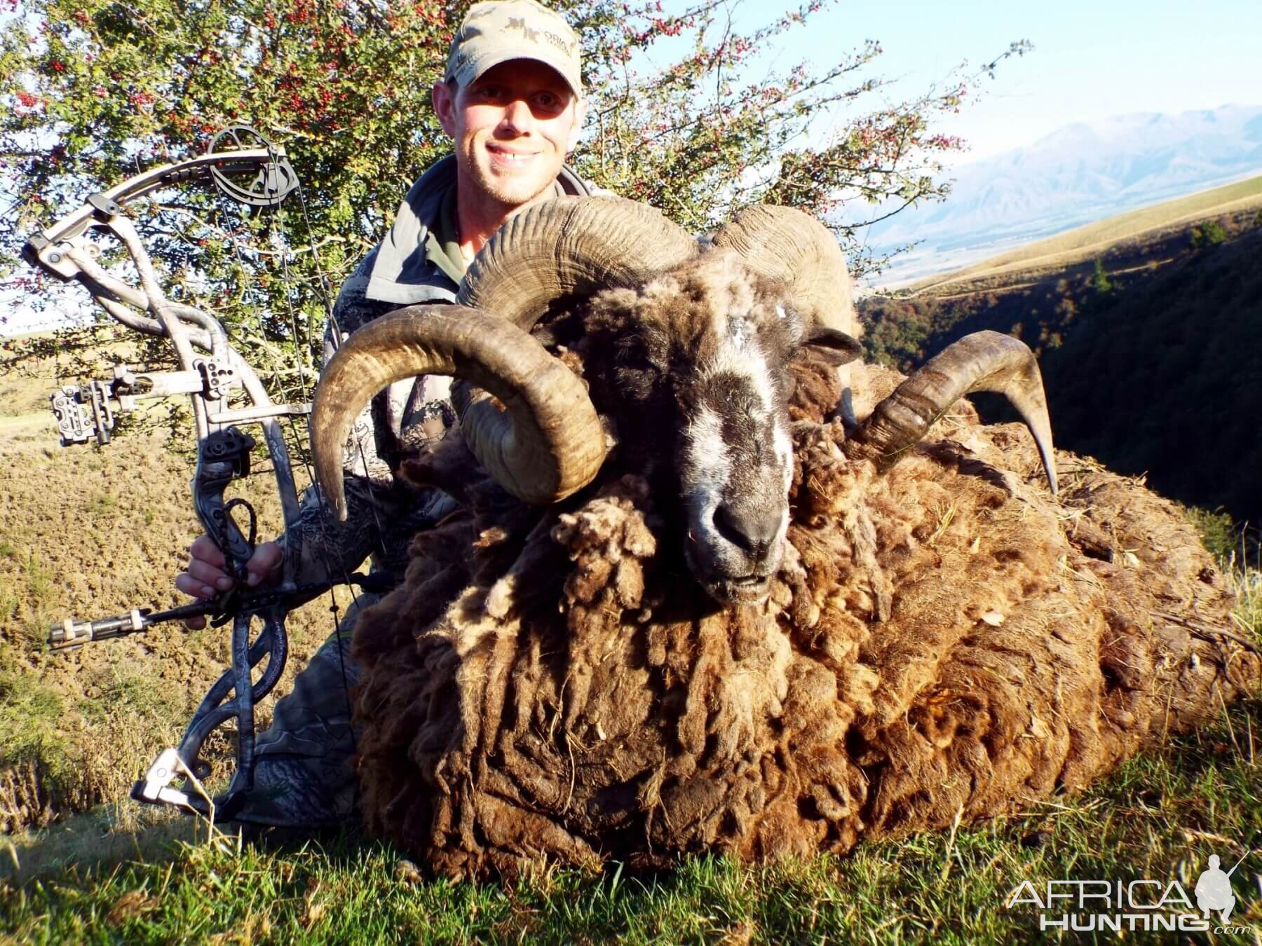 Bow Hunt Arapawa Ram in New Zealand