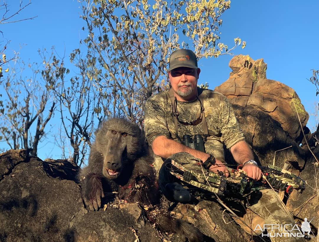 Bow Hunt Baboon in South Africa