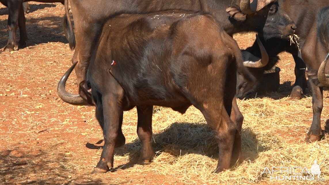 Bow Hunt Buffalo in South Africa