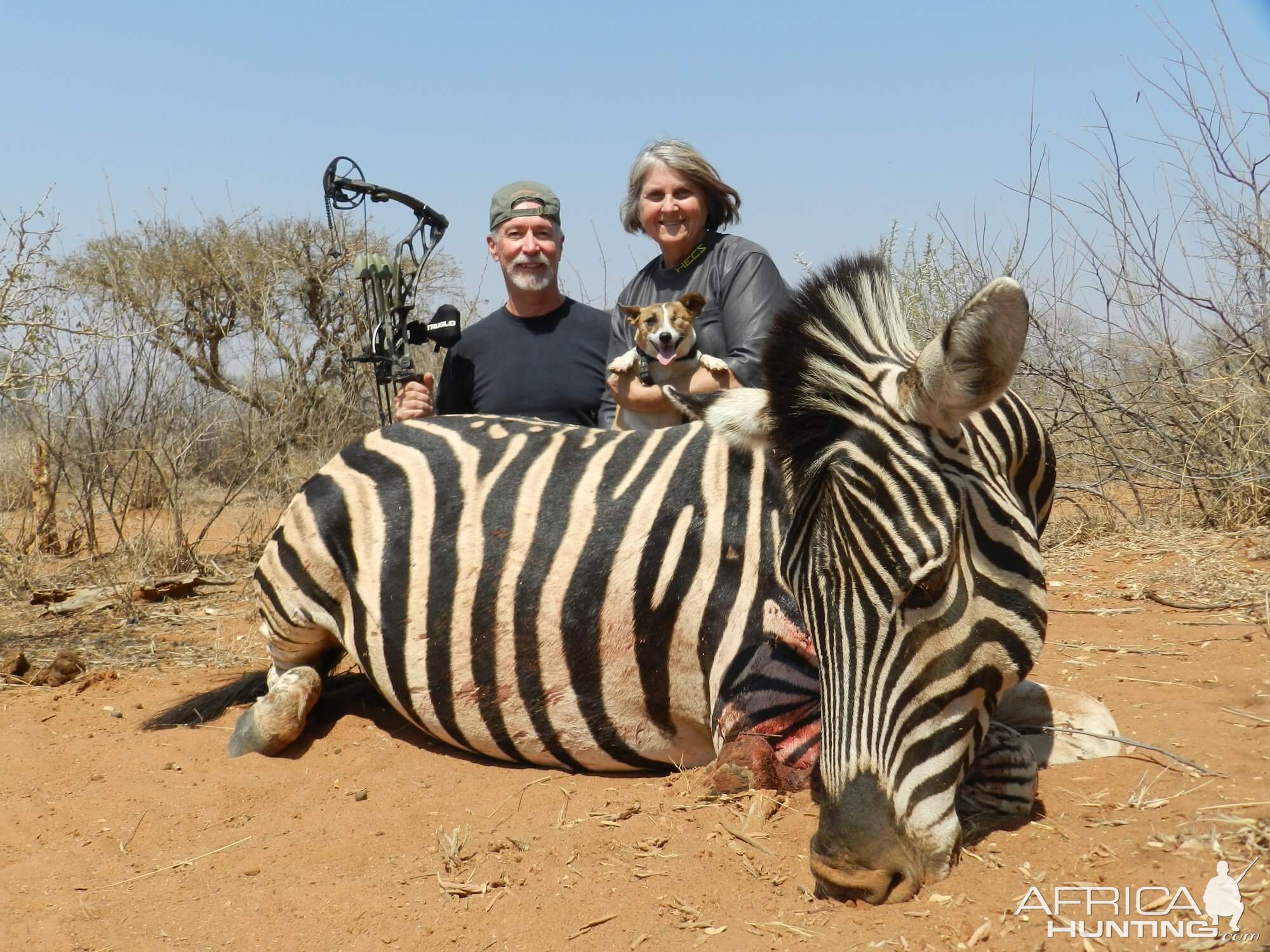 Bow Hunt Burchell's Plain Zebra in South Africa