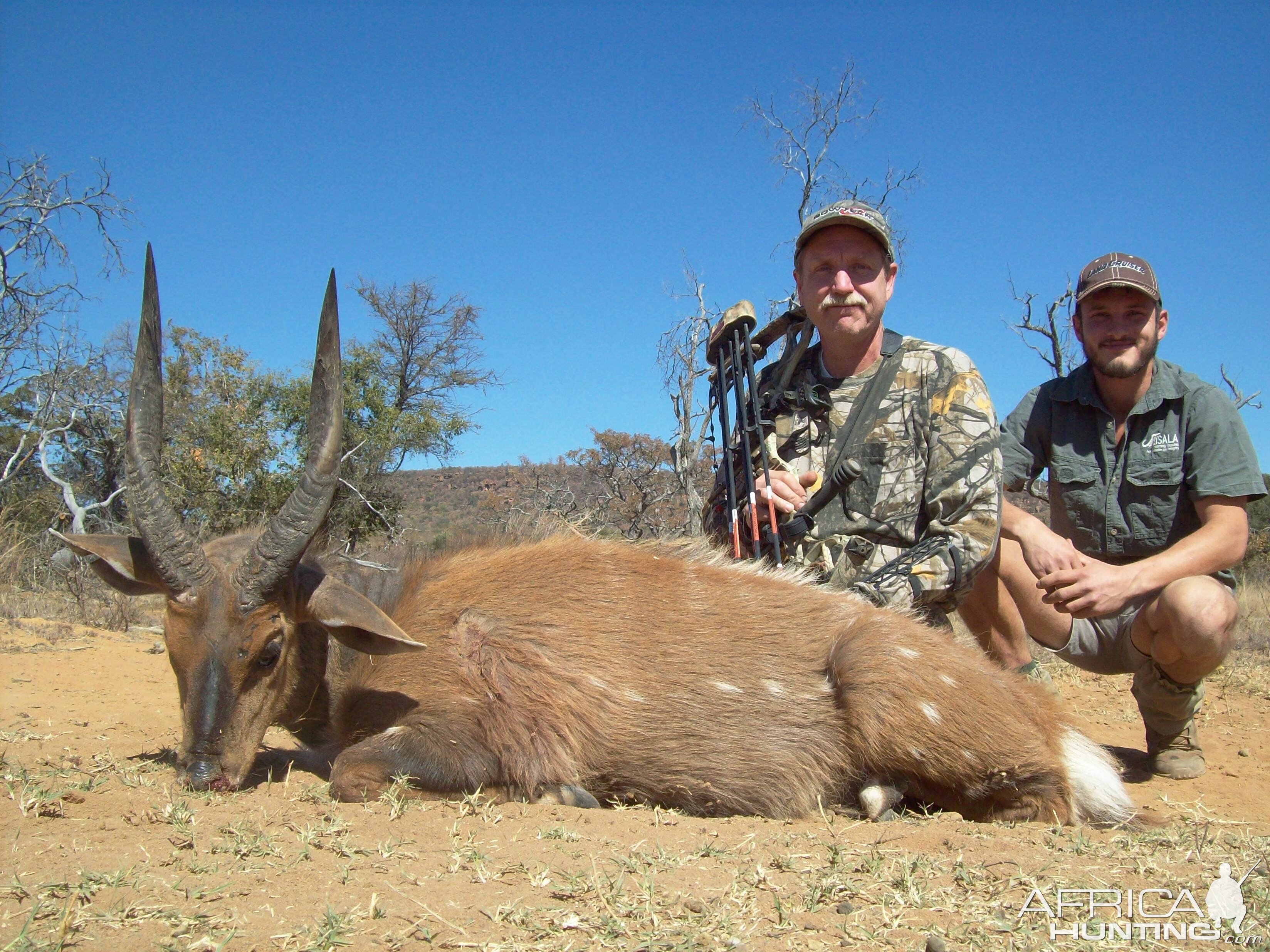 Bow Hunt Bushbuck in South Africa