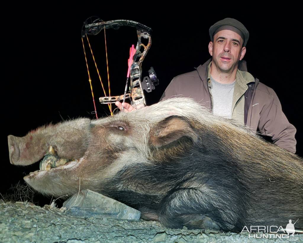 Bow Hunt Bushpig in South Africa