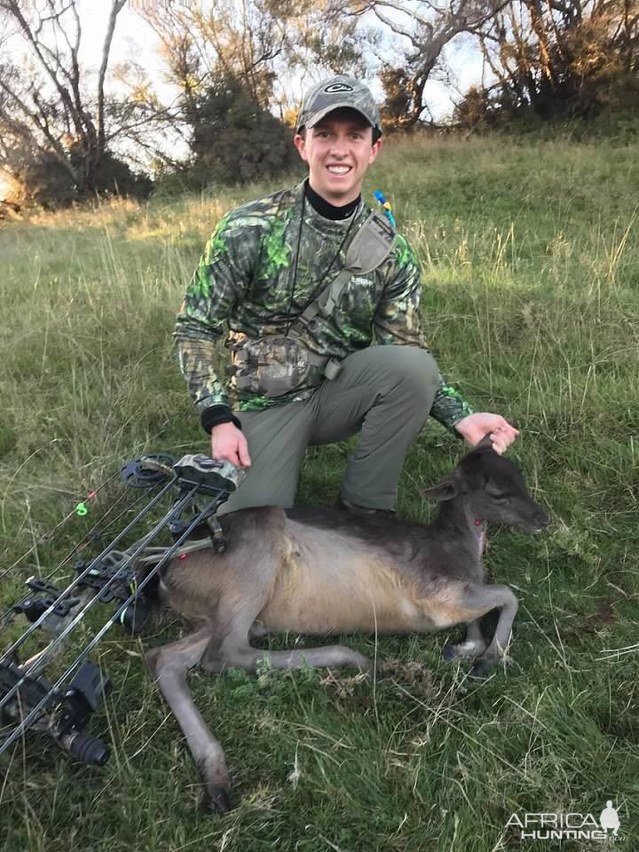 Bow Hunt Fallow Deer in New Zealand