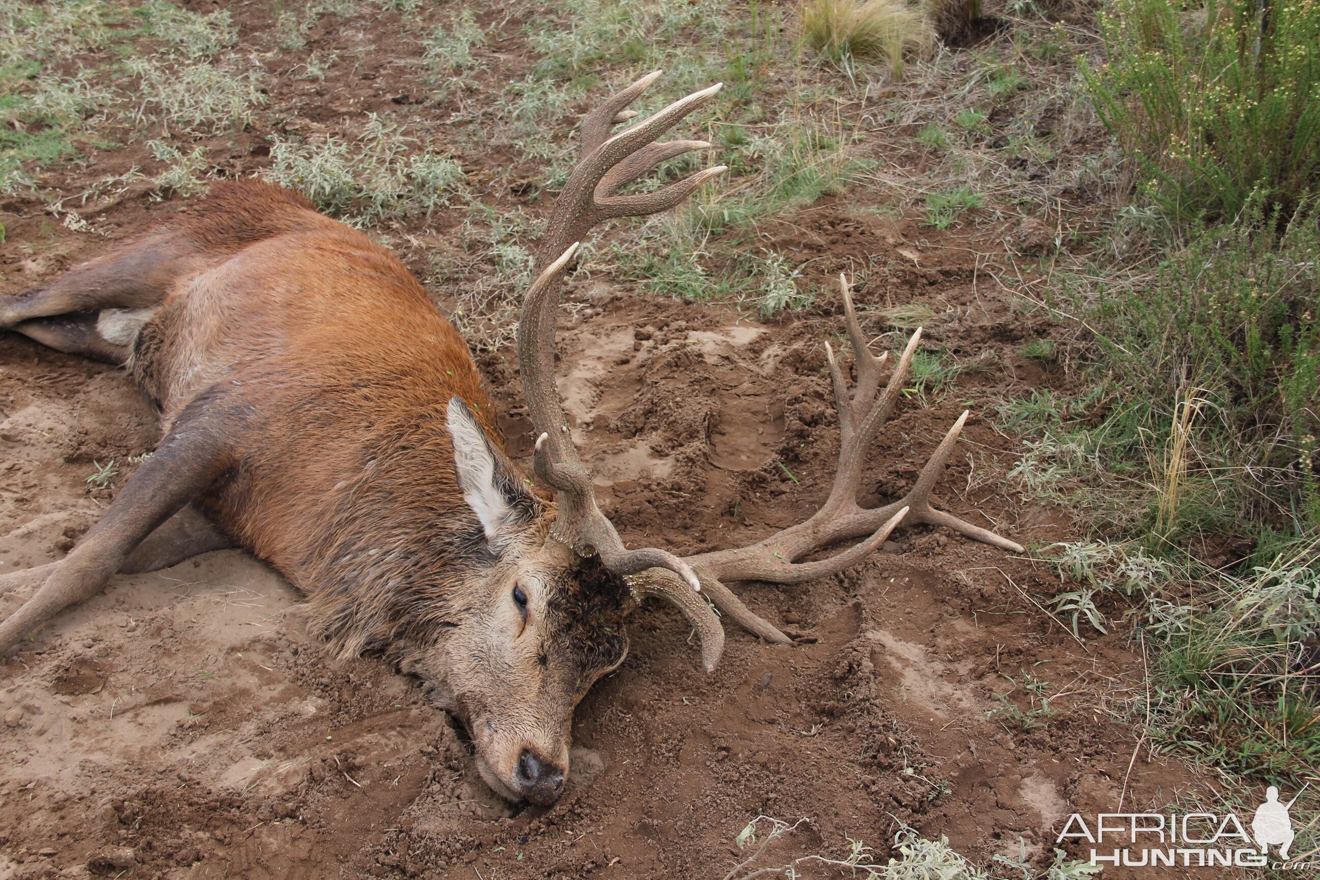 Bow Hunt Red Stag in Argentina