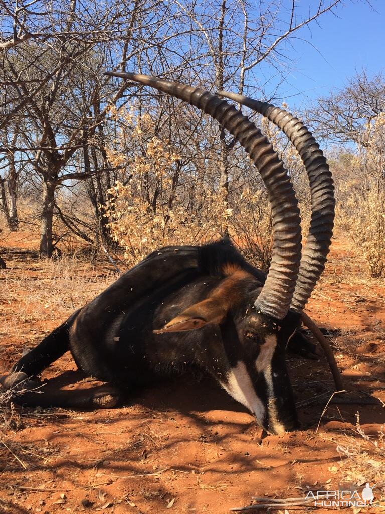 Bow Hunt Sable Antelope in South Africa