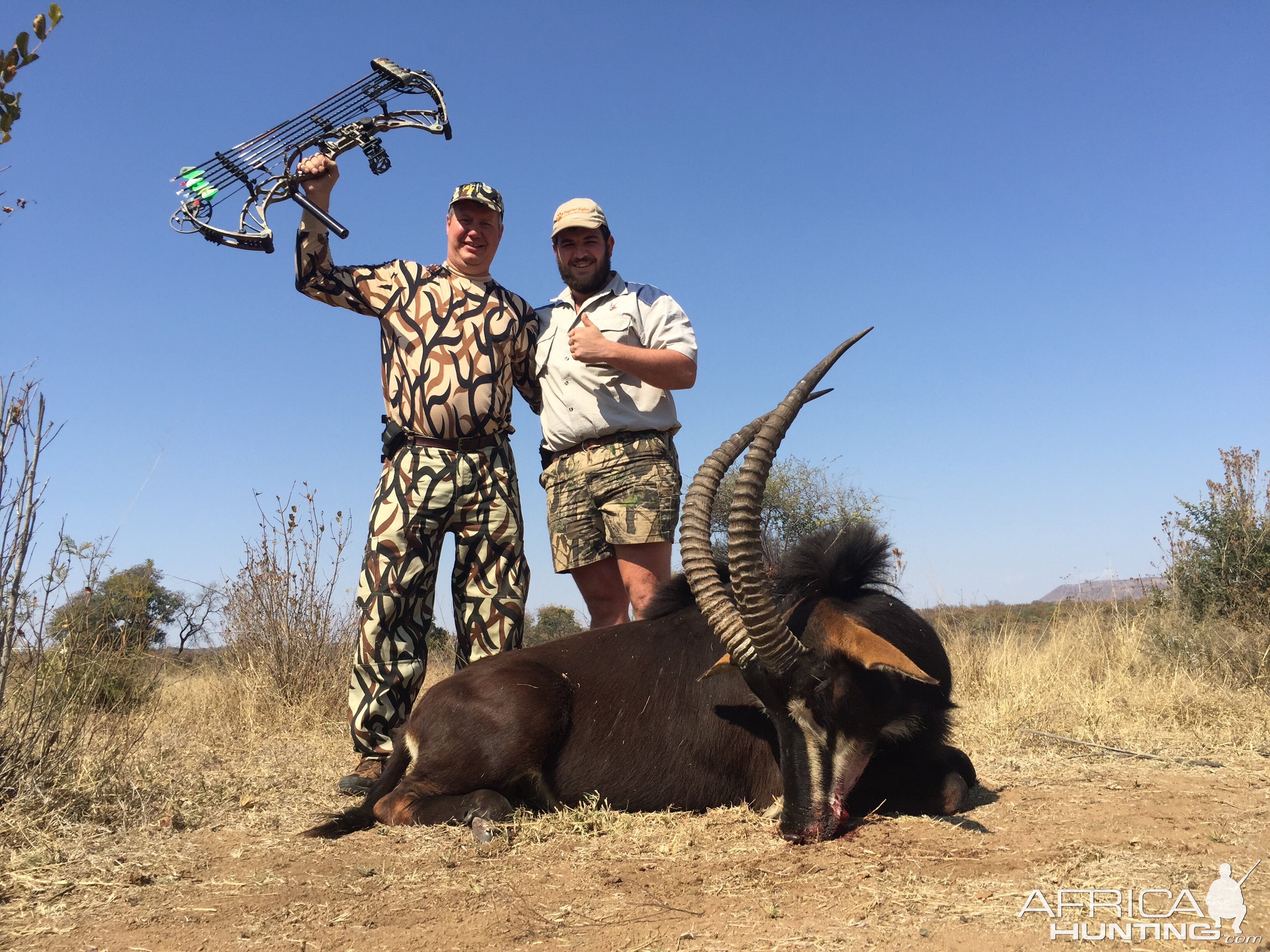 Bow Hunt Sable Antelope South Africa