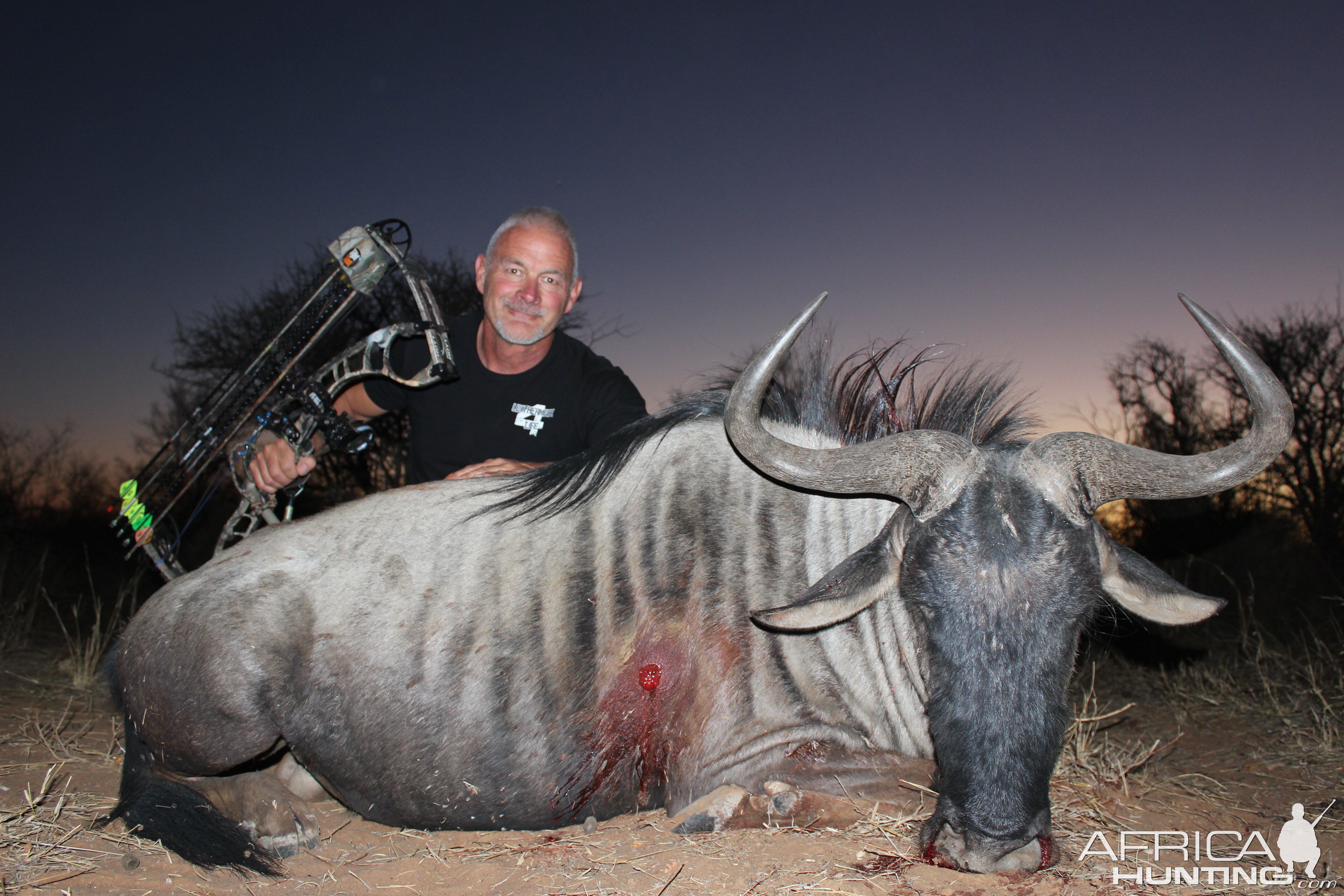 Bow Hunt South Africa Blue Wildebeest