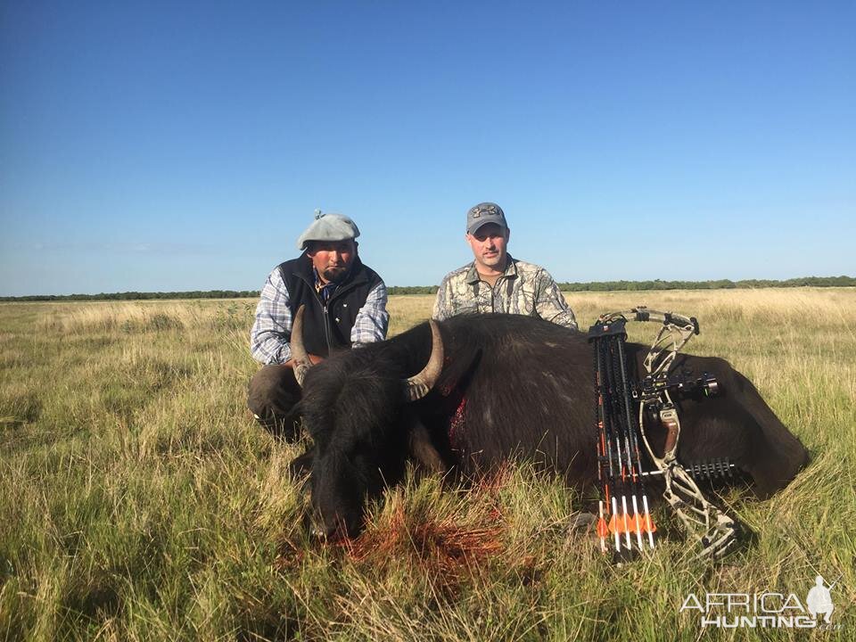 Bow Hunt Water Buffalo in Argentina