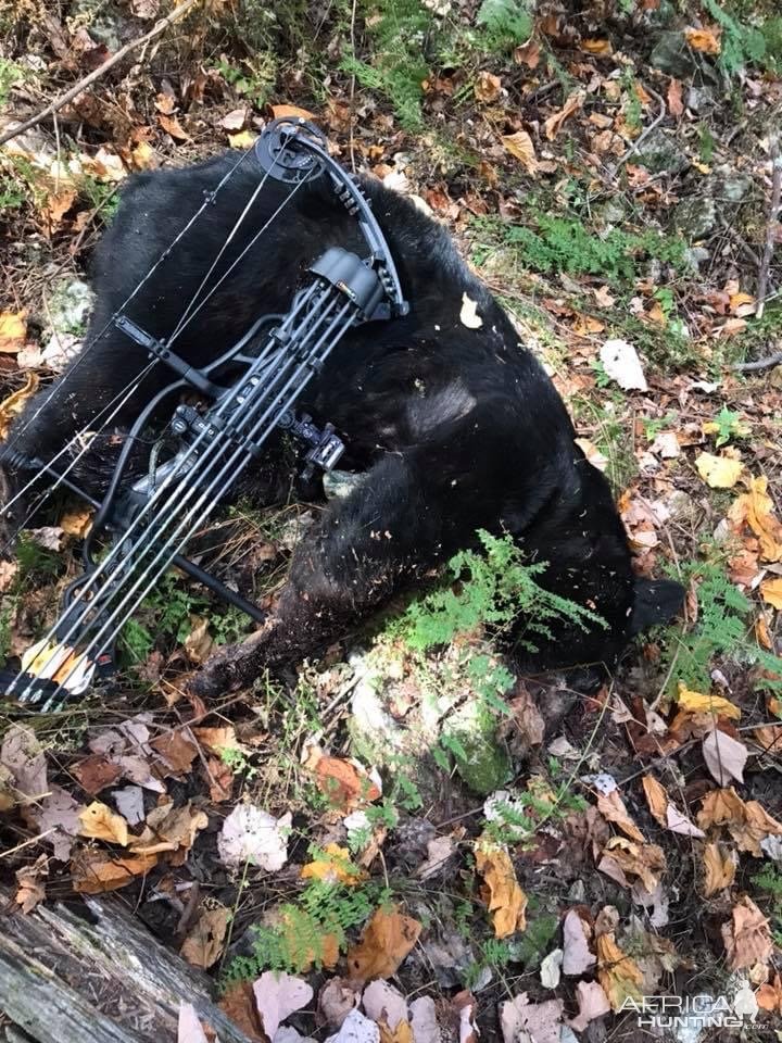 Bow Hunting Black Bear