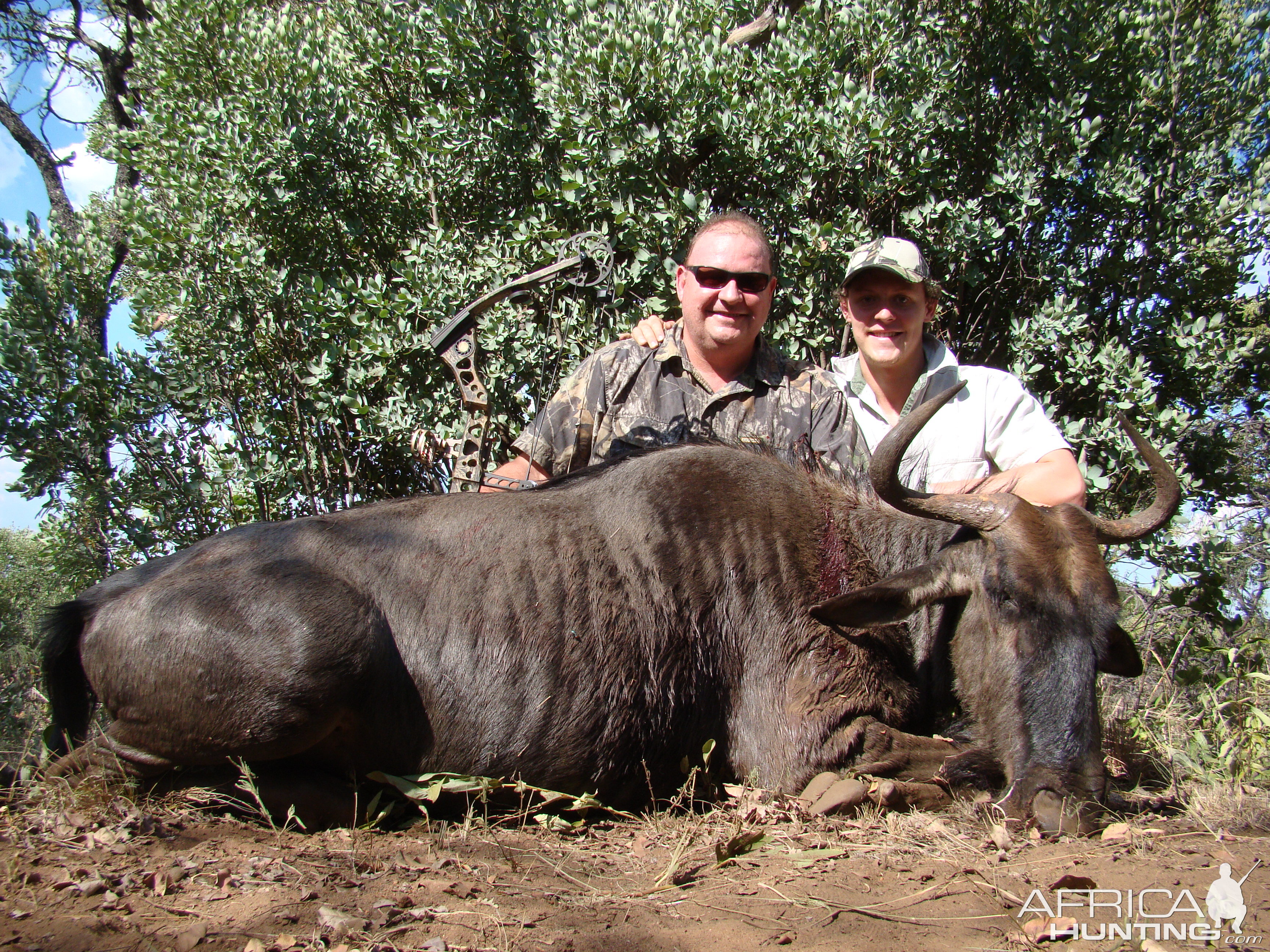 Bow Hunting Blue Wildebeest