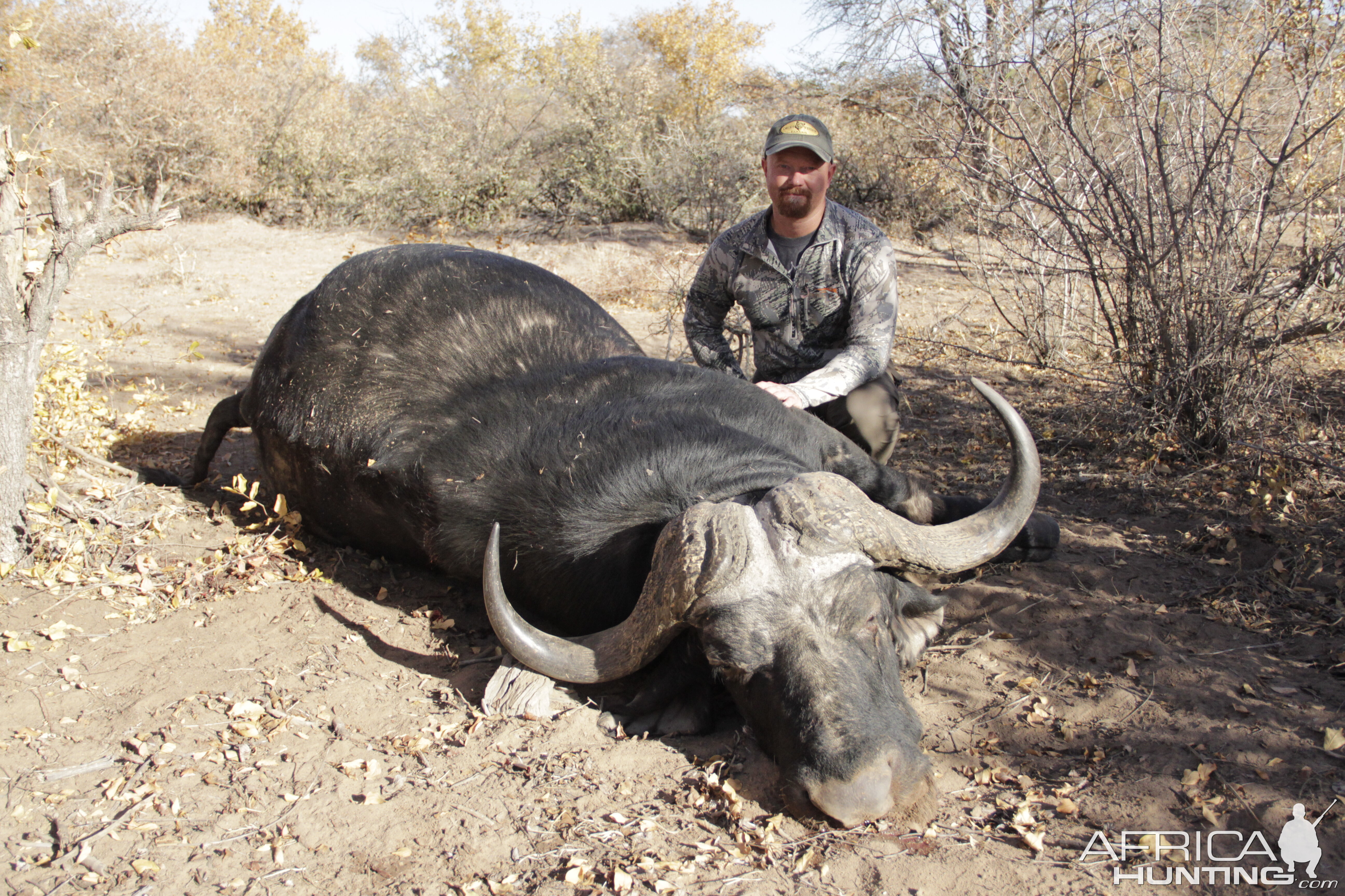 Bow Hunting Buffalo South Africa