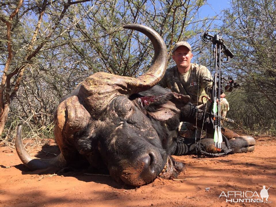 Bow Hunting Buffalo South Africa