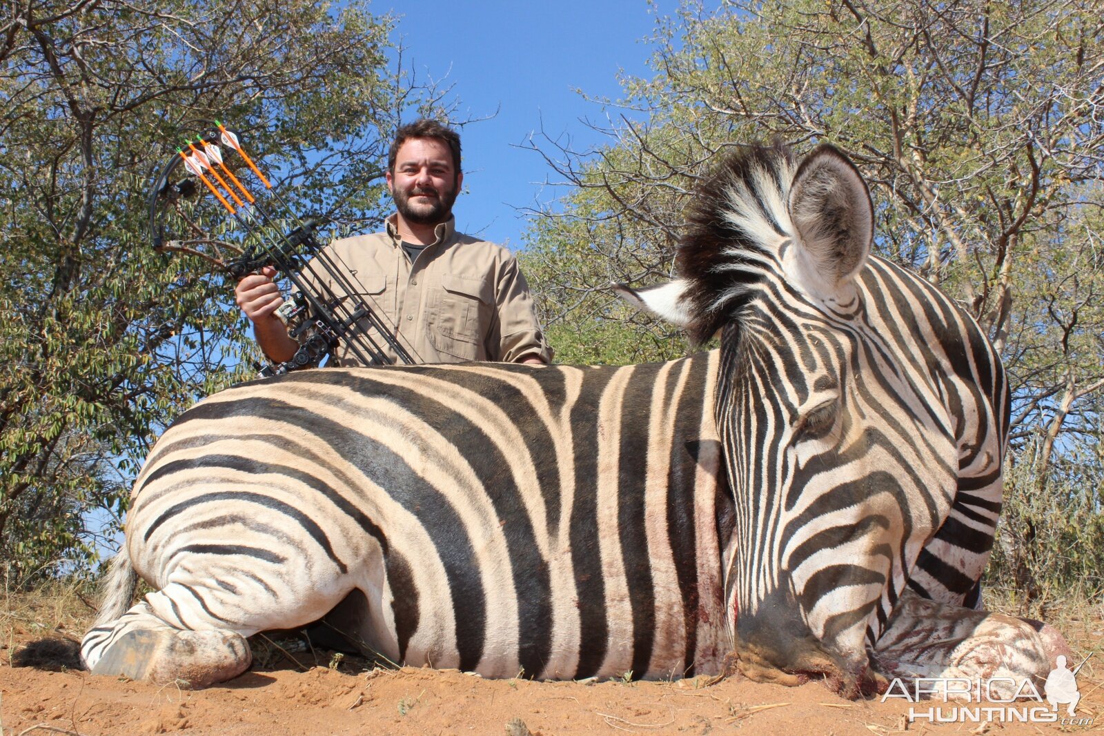 Bow Hunting Burchell's Plain Zebra in South Africa