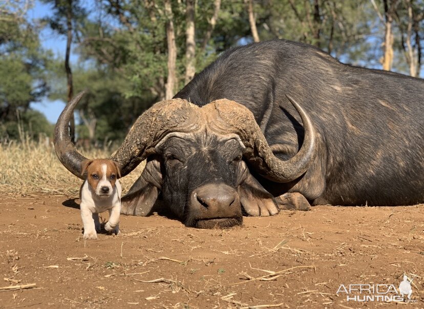 Bow Hunting Cape Buffalo in South Africa