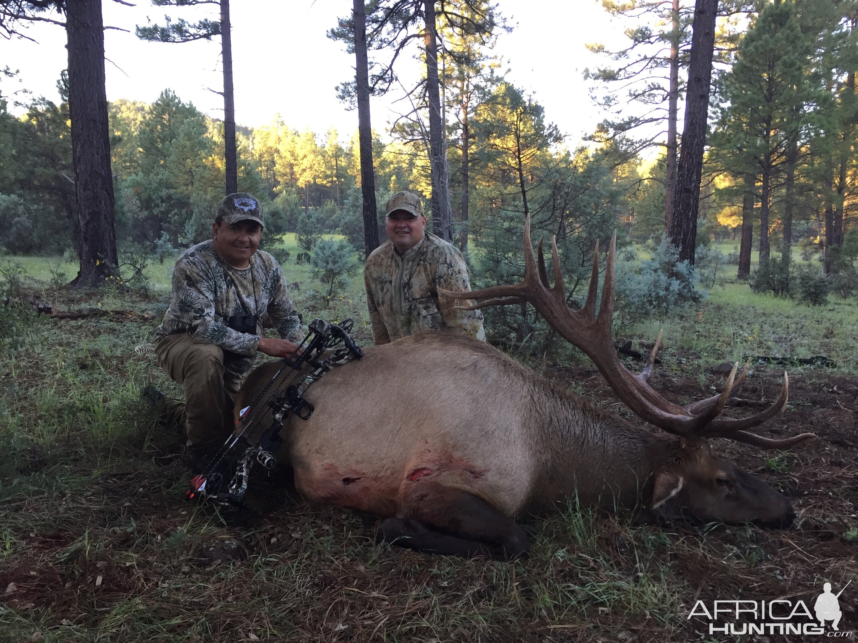 Bow Hunting Elk Arizona