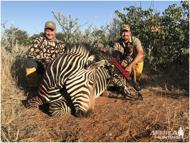 Bow Hunting Hartmann's Mountain Zebra in Namibia